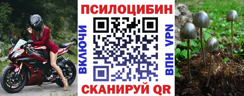 цены   Бронницы  Галлюциногенные грибы Psilocybe 